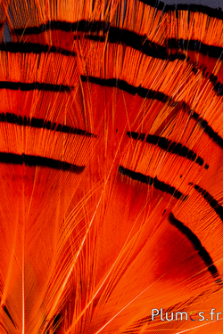Faisan doré - 4-6 cm - orange doré-orange